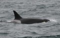 Female or young male Orca